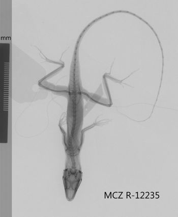 Media type: image;   Herpetology R-12235 Aspect: dorsoventral x-ray